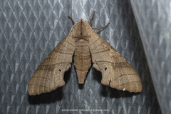 Marumba dyras