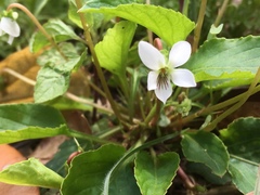 Viola primulifolia