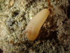 Leptosynapta