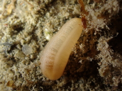 Leptosynapta