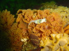 Polycera capensis