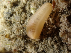 Leptosynapta