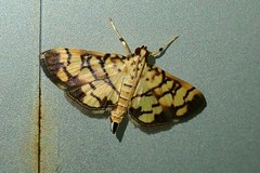 Lygropia distorta