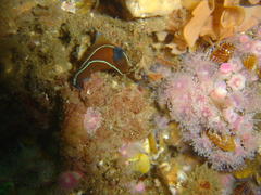 Tambja capensis