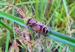 Eristalinus megacephalus