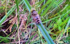 Eristalinus megacephalus