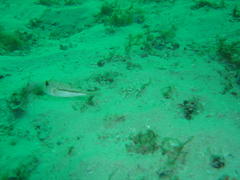 Amblyrhynchote honckenii