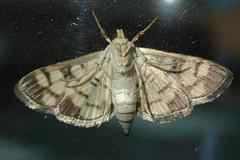 Lygropia distorta