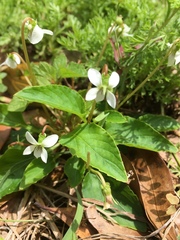 Viola primulifolia