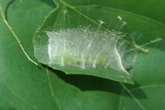 Lygropia distorta