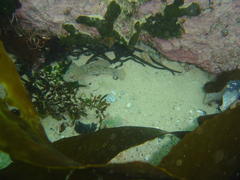 Caffrogobius nudiceps