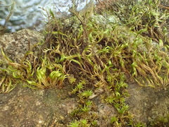 Dichelyma capillaceum