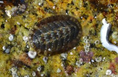 Lepidochitona cinerea