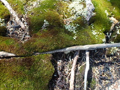 Dicranum flagellare