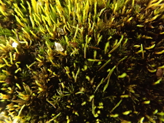 Dicranum flagellare