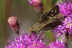 Hesperia attalus