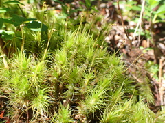 Dicranum spurium