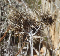 Berkheya francisci