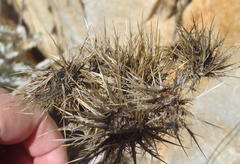 Berkheya francisci