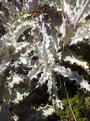 Berkheya francisci