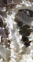Berkheya francisci