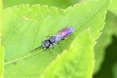 Trigonalidae