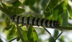 Amphicallia bellatrix