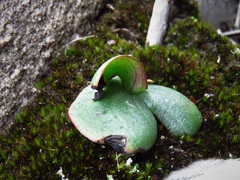Corybas despectans