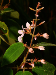 Ernestia granvillei
