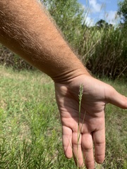 Polygala incarnata