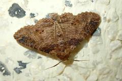 Pericyma cruegeri