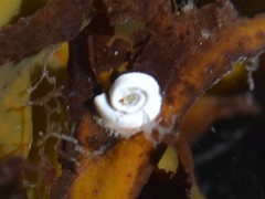 Spirorbis spirorbis