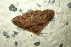 Pericyma cruegeri