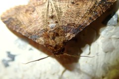 Pericyma cruegeri