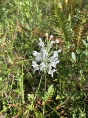 Platanthera blephariglottis