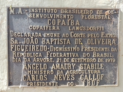 Copaifera langsdorffii