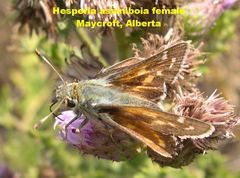 Hesperia assiniboia