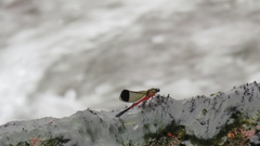 Euphaea pseudodispar