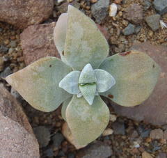 Crassula deltoidea