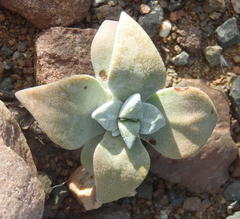 Crassula deltoidea