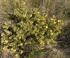 Gompholobium grandiflorum