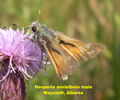 Hesperia assiniboia
