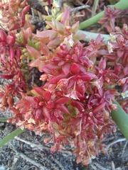 Crassula decumbens