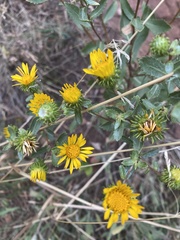 Grindelia subalpina