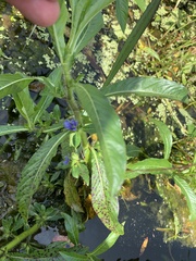 Hygrophila