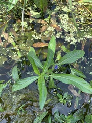 Hygrophila