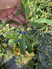 Hygrophila