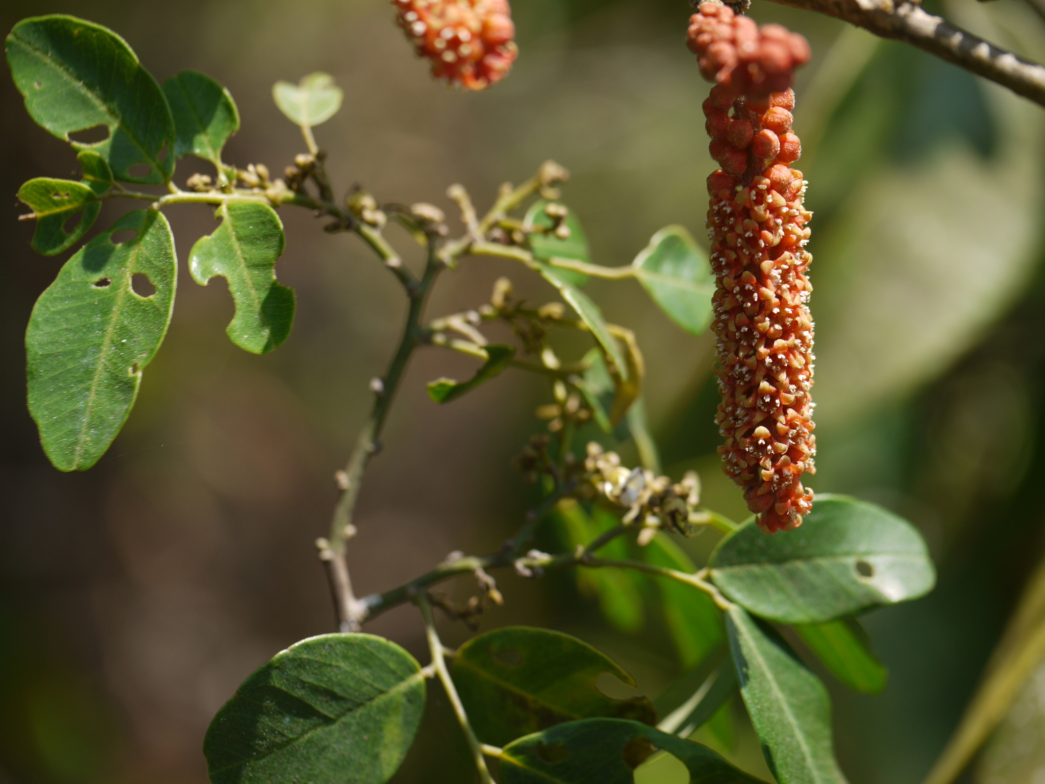 Scleropyrum pentandrum (Dennst.) Mabb.