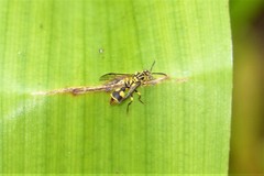 Ropalidia ornaticeps