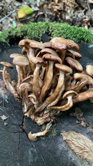 Desarmillaria tabescens